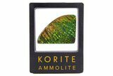 Iridescent Ammolite (Fossil Ammonite Shell) - Brilliant Greens #336302-1